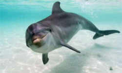 South Carolina Bottlenose Dolphin