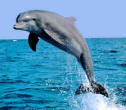 South Carolina Bottlenose Dolphin