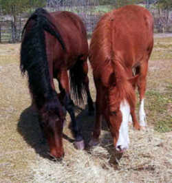 South Carolina Horse: Marsh Tacky