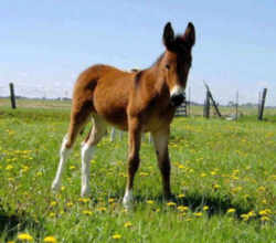 State Symbol: South Carolina Heritage Work Animal: South Carolina Mule