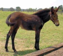 State Symbol: South Carolina Heritage Work Animal: South Carolina Mule