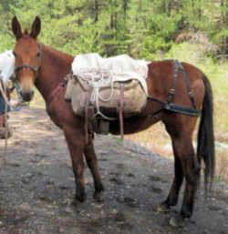 State Symbol: South Carolina Heritage Work Animal: South Carolina Mule