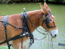 State Symbol: South Carolina Heritage Work Animal: South Carolina Mule