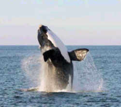 South Carolina Right Whale