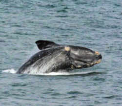 South Carolina Right Whale