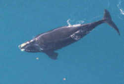 South Carolina Right Whale