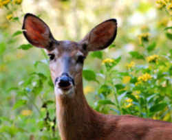 State Symbol: South Carolina State Animal: White-tailed Deer