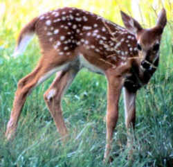 State Symbol: South Carolina State Animal: White-tailed Deer