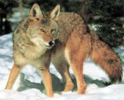 State Symbol: South Dakota State Animal: Coyote