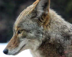 State Symbol: South Dakota State Animal: Coyote