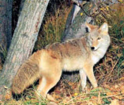 State Symbol: South Dakota State Animal: Coyote