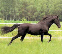 Tennessee Walking Horse