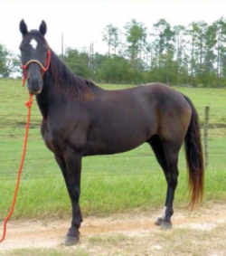 Tennessee Walking Horse