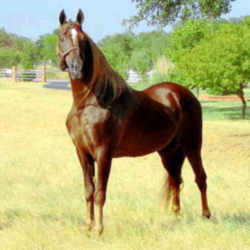 Tennessee Walking Horse