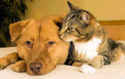 Tennessee Adopted Dogs & Cats