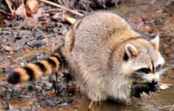 State Symbol: Tennessee State Wild Animal: Raccoon