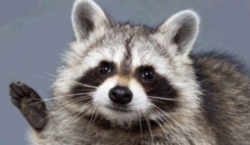 State Symbol: Tennessee State Wild Animal: Raccoon