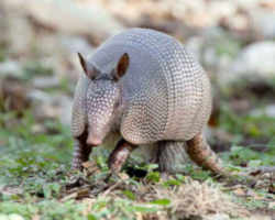 armadillo texas state mammal small adopted 1995 june resources