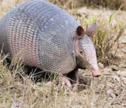 Texas Armadillo