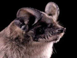 Texas Mexican Free-tailed Bat