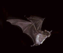 Texas Mexican Free-tailed Bat