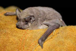 Texas Mexican Free-tailed Bat