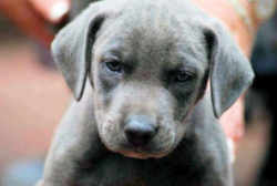 Texas Blue Lacey Dog