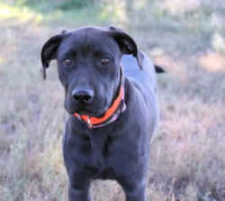 Texas Blue Lacey Dog