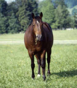 bay american quarter horse