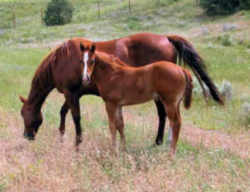 Alabam American Quarter Horse