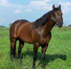 Alabam American Quarter Horse