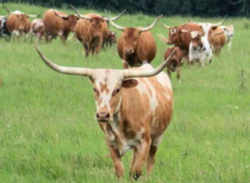 Texas Longhorn