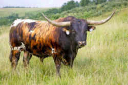 Texas Longhorn