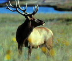 State Symbol: Utah State Animal: Rocky Mountain Elk