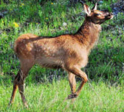 State Symbol: Utah State Animal: Rocky Mountain Elk
