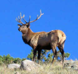State Symbol: Utah State Animal: Rocky Mountain Elk