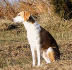 Virginia American Foxhound