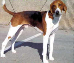 Virginia American Foxhound