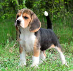 Virginia American Foxhound