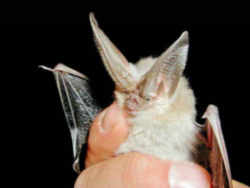 Virginia Big-eared Bat