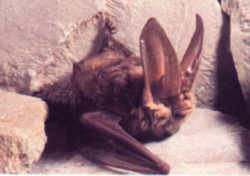 Virginia Big-eared Bat