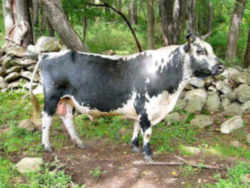 Vermont Randall Lineback Breed of Cattle