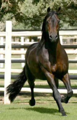 State Symbol: Vermont State Animal: Morgan Horse