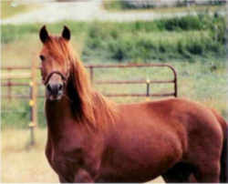 State Symbol: Vermont State Animal: Morgan Horse