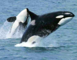 Washngton Marine Animal Orca