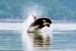 Washngton Marine Animal Orca