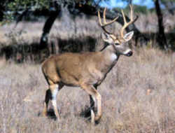 Animals: White-tailed Deer