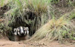 State Symbol: Wisconsin State Animal: Badger