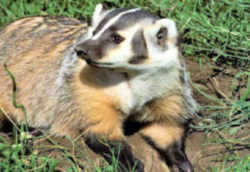 State Symbol: Wisconsin State Animal:  Badger
