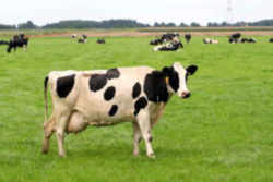 State Symbol: Wisconsin State Domestic Animal: Dairy Cow